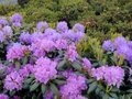 Rhododendron 'Cataw. Boursault', 30-40 5L