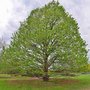 Corylus colurna, 8/10 cm Blote wortel