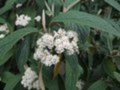 Viburnum rhytidophyllum, 60-80 Kluit, Sneeuwbal