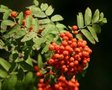 Sorbus aucuparia, Gewone Lijsterbes, 1+1 80/100